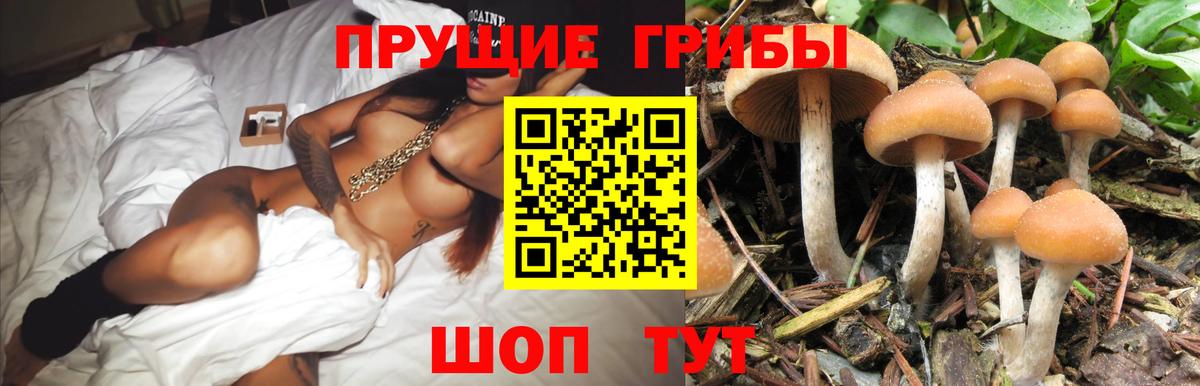 Псилоцибиновые грибы Cubensis Егорьевск